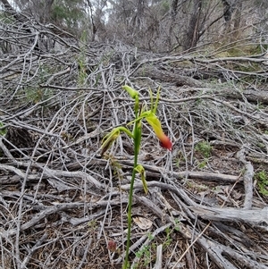 Cryptostylis subulata at Tathra, NSW - suppressed