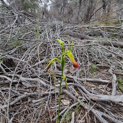 Cryptostylis subulata (Cow Orchid) at Tathra, NSW - 8 Dec 2024 by MattYoung