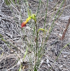 Cryptostylis subulata (Cow Orchid) at Tathra, NSW - 8 Dec 2024 by MattYoung