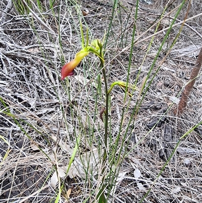 Cryptostylis subulata (Cow Orchid) at Tathra, NSW - 8 Dec 2024 by MattYoung