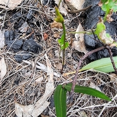 Cryptostylis subulata at Tathra, NSW - 8 Dec 2024