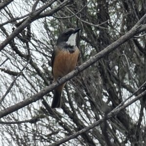 Pachycephala rufiventris at Tathra, NSW - 8 Dec 2024 05:52 PM