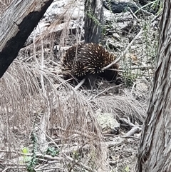 Tachyglossus aculeatus (Short-beaked Echidna) at Tathra, NSW - 8 Dec 2024 by MattYoung