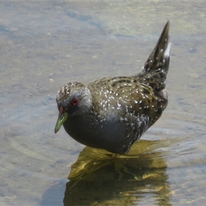 Porzana fluminea (Australian Spotted Crake) at Whitlam, ACT by Christine