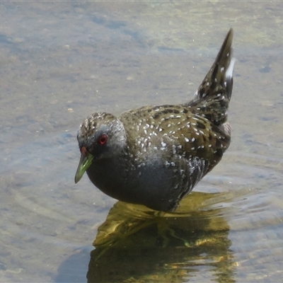 Porzana fluminea (Australian Spotted Crake) at Whitlam, ACT - 25 Nov 2024 by Christine