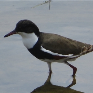 Erythrogonys cinctus (Red-kneed Dotterel) at Whitlam, ACT by Christine