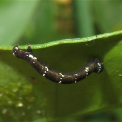 Geometridae (family) IMMATURE at Flynn, ACT - 23 Nov 2024