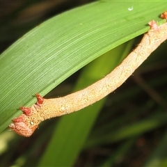 Pholodes sinistraria (Sinister or Frilled Bark Moth) at Flynn, ACT - 1 Dec 2024 by Christine