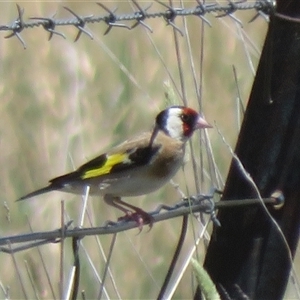 Carduelis carduelis at Wallaroo, NSW - 2 Dec 2024