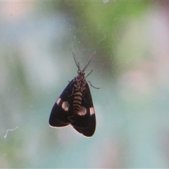 Nyctemera amicus (Senecio Moth, Magpie Moth, Cineraria Moth) at Flynn, ACT - 27 Nov 2024 by Christine