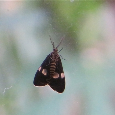 Nyctemera amicus (Senecio Moth, Magpie Moth, Cineraria Moth) at Flynn, ACT - 27 Nov 2024 by Christine