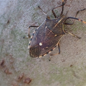 Omyta centrolineata (Centreline Shield Bug) at Murrumbateman, NSW by SimoneC