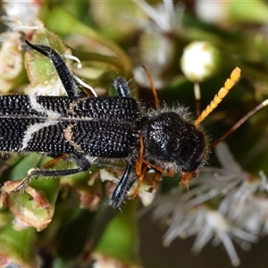 Scrobiger idoneus at Jerrabomberra, NSW - 8 Dec 2024