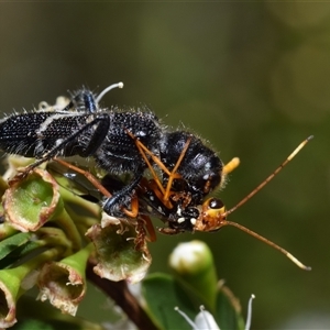 Scrobiger idoneus at Jerrabomberra, NSW - 8 Dec 2024 09:37 AM