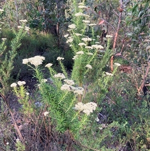 Unidentified Other Wildflower or Herb at Kangaroo Valley, NSW by pcooperuow