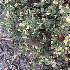 Xanthosia pilosa (Woolly Xanthosia) at Kangaroo Valley, NSW - 28 Nov 2024 by pcooperuow