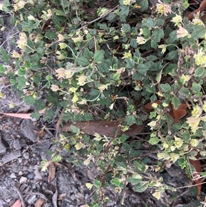 Xanthosia pilosa (Woolly Xanthosia) at Kangaroo Valley, NSW by pcooperuow