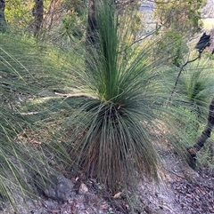 Xanthorrhoea resinosa at Kangaroo Valley, NSW - 27 Nov 2024 by pcooperuow