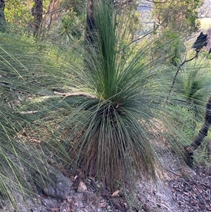 Xanthorrhoea resinosa at Kangaroo Valley, NSW by pcooperuow