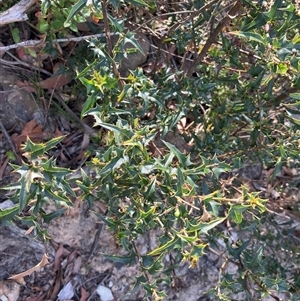 Podolobium ilicifolium (prickly shaggy-pea) at Kangaroo Valley, NSW by pcooperuow