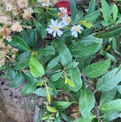 Olearia elliptica (Sticky Daisy Bush) at Kangaroo Valley, NSW - 28 Nov 2024 by pcooperuow