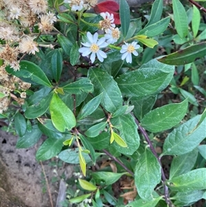 Olearia elliptica (Sticky Daisy Bush) at Kangaroo Valley, NSW by pcooperuow