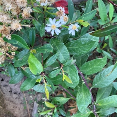 Olearia elliptica (Sticky Daisy Bush) at Kangaroo Valley, NSW - 28 Nov 2024 by pcooperuow