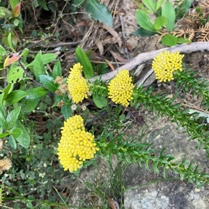 Unidentified Other Wildflower or Herb at Kangaroo Valley, NSW by pcooperuow