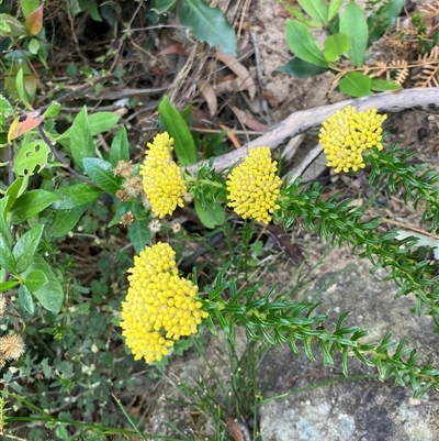 Unverified Other Wildflower or Herb at Kangaroo Valley, NSW - 28 Nov 2024 by pcooperuow