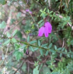 Unidentified Other Wildflower or Herb at Kangaroo Valley, NSW - 28 Nov 2024 by pcooperuow