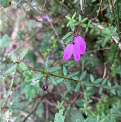 Unidentified Other Wildflower or Herb at Kangaroo Valley, NSW - 28 Nov 2024 by pcooperuow