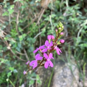 Stylidium armeria subsp. armeria at Kangaroo Valley, NSW by pcooperuow