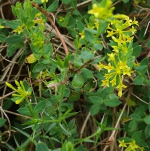 Pimelea curviflora var. acuta at Shannons Flat, NSW by JediNME