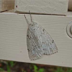 Unidentified Geometer moth (Geometridae) at Penrose, NSW by Aussiegall