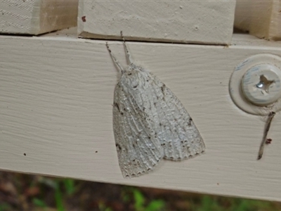 Mochlotona phasmatias (Draped Geometrid) at Penrose, NSW - 8 Dec 2024 by Aussiegall