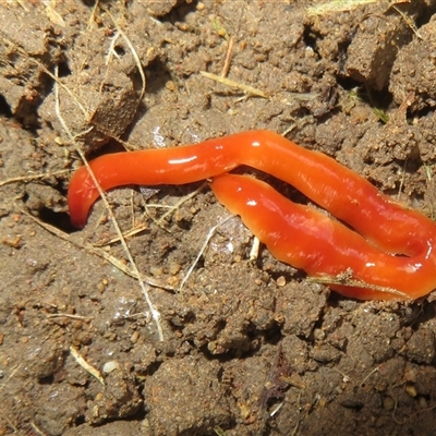 Australoplana alba (A flatworm) at Flynn, ACT - 31 Oct 2024 by Christine