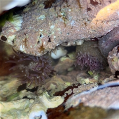 Lithothamnoid (genus) (A thalloid red alga) at Green Cape, NSW - 7 Dec 2024 by Hejor1