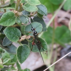 Xanthocryptus novozealandicus (Lemon tree borer parasite wasp) at Flynn, ACT - 31 Oct 2024 by Christine