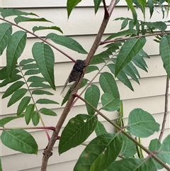 Psaltoda plaga (Black Prince Cicada) at Brownlow Hill, NSW - 8 Dec 2024 by MaxDownes