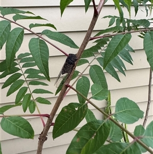 Psaltoda plaga (Black Prince Cicada) at Brownlow Hill, NSW by MaxDownes