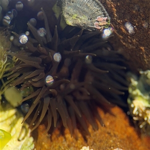 Aulactinia veratra (Anemone) at Green Cape, NSW by Hejor1