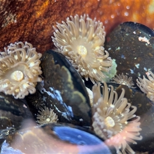 Anthopleura sp. at Green Cape, NSW by Hejor1