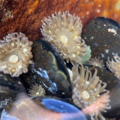 Anthopleura sp. at Green Cape, NSW - 7 Dec 2024 by Hejor1