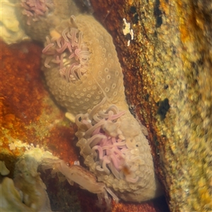 Anthopleura sp. at Green Cape, NSW by Hejor1