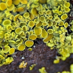 Candelariella sp. at Green Cape, NSW by Hejor1