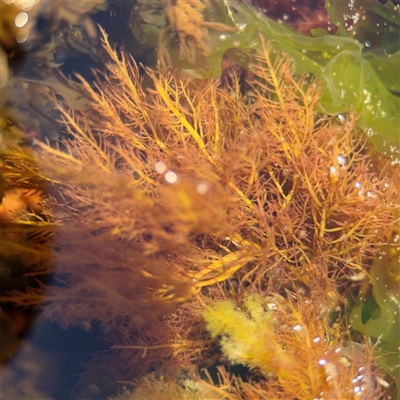 Gelidiaceae (Family) (Red Algae) at Green Cape, NSW - 7 Dec 2024 by Hejor1