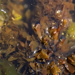 Sargassum sp. (genus) at Green Cape, NSW - 7 Dec 2024 by Hejor1