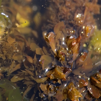 Sargassum sp. (genus) at Green Cape, NSW - 7 Dec 2024 by Hejor1