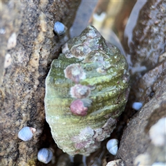 Dicathais orbita (Cartrut Shell ,The Sickly Purpurea) at Green Cape, NSW - 7 Dec 2024 by Hejor1