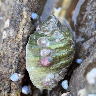 Dicathais orbita (Cartrut Shell ,The Sickly Purpurea) at Green Cape, NSW - 7 Dec 2024 by Hejor1